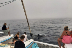 Delfiner Veles malaga
